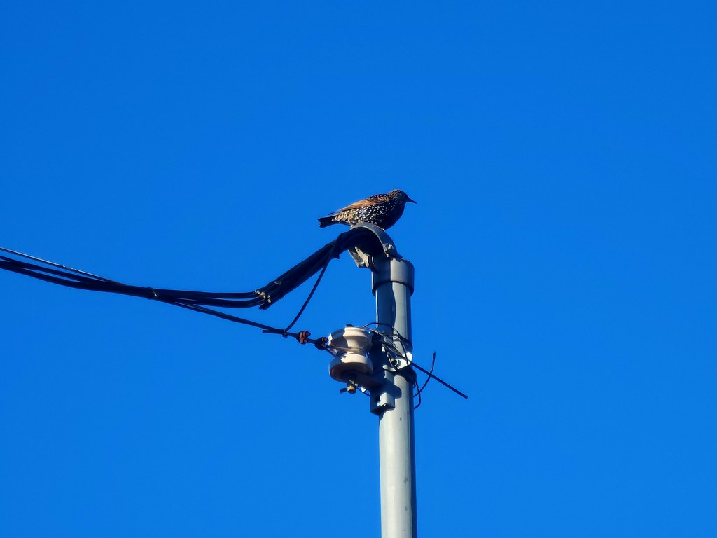 Mavi Gökyüzüne Karşı Elektrik Direğinde Duran Yabani Kuş Manzarası