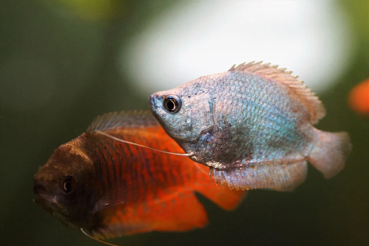 Mavi gövdeli tropikal gourami akvaryum fotoğrafı Mavi gövdeli tropikal gourami akvaryum fotoğrafı