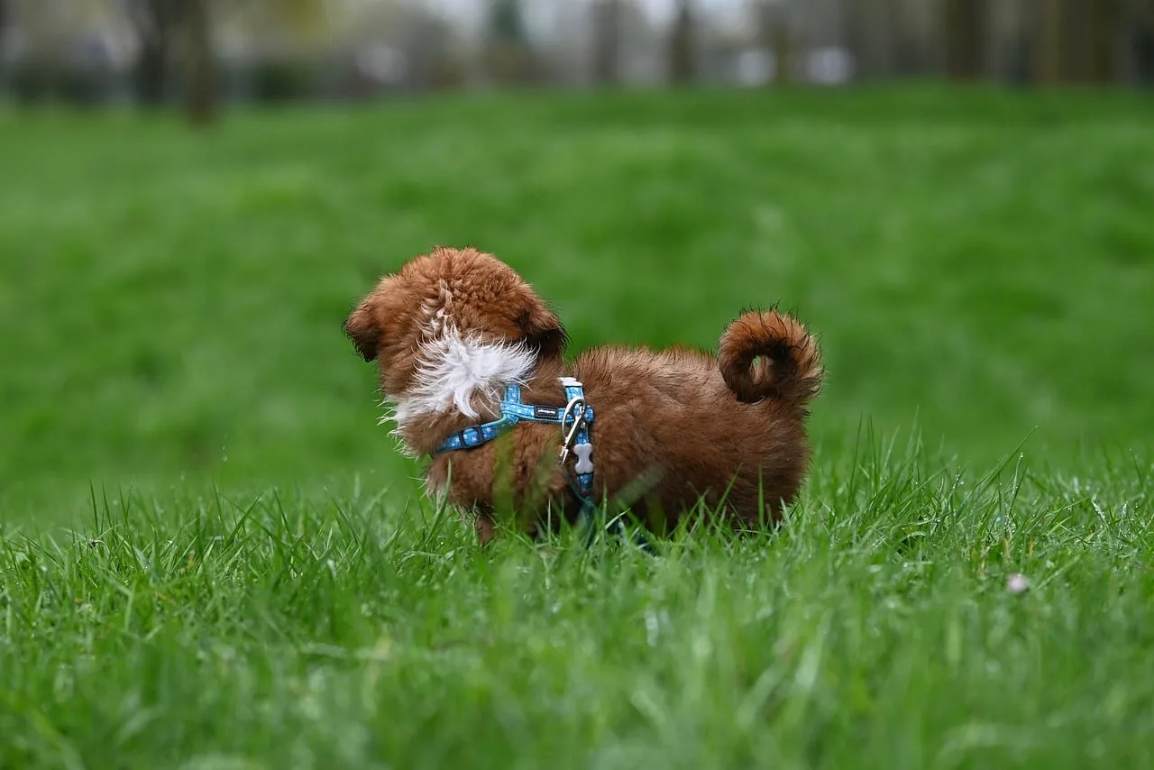 Mavi gözlü Havanese yavru köpek doğada portresi