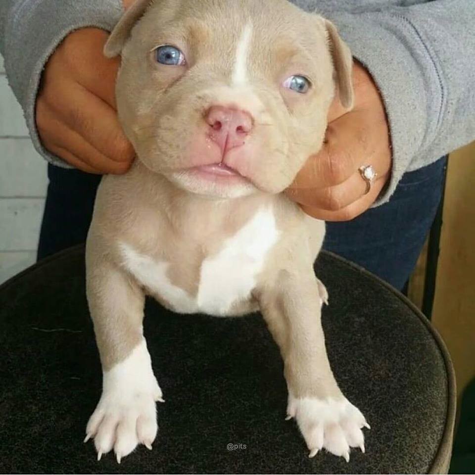 Mavi gözlü pitbull yavrusu sahibinin kucağında otururken kameraya bakıyor