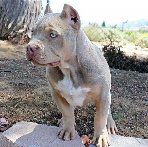 Mavi Gözlü ve Kaslı Yapısıyla Dikkat Çeken Gri Tonlarında American Bully Yavrusu