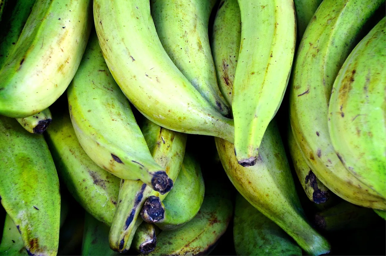 Mavi ışıkta yeşil muz ve plantain tezgahı