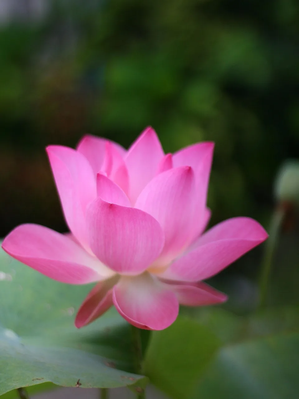 Mavi lotus çiçeği su yüzeyinde açmış