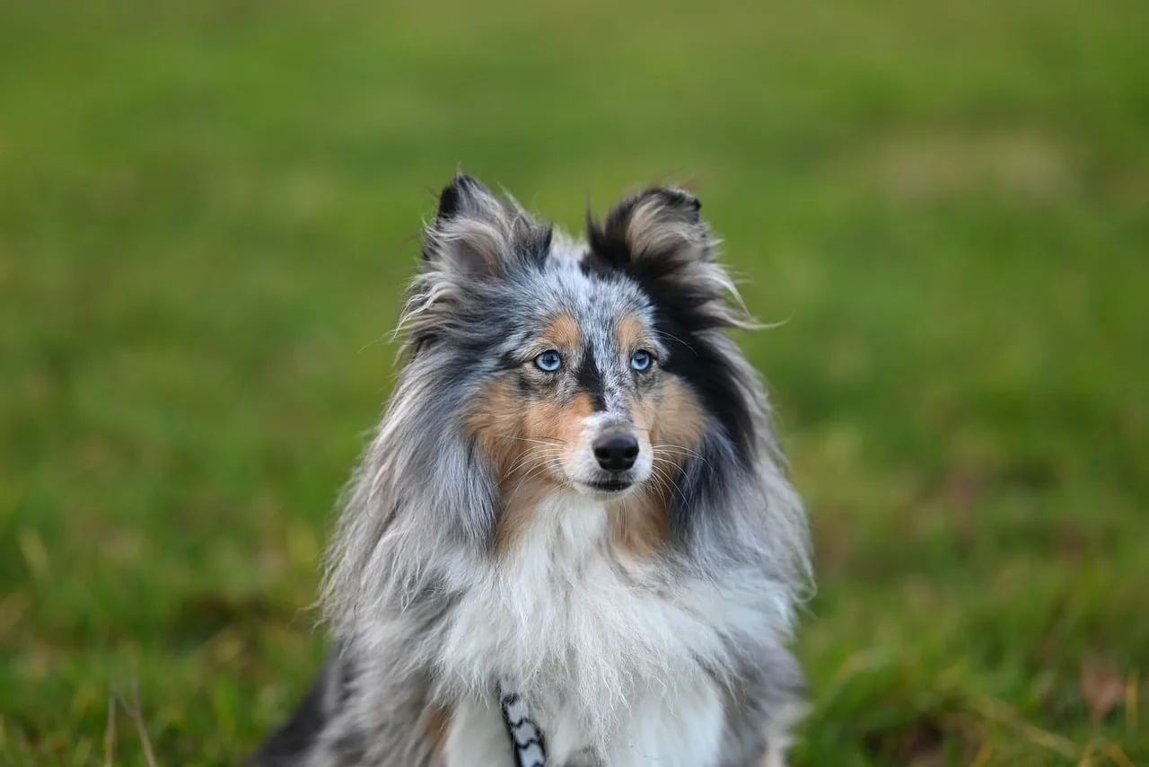 Mavi tonlu Shetland çoban köpeği portresi