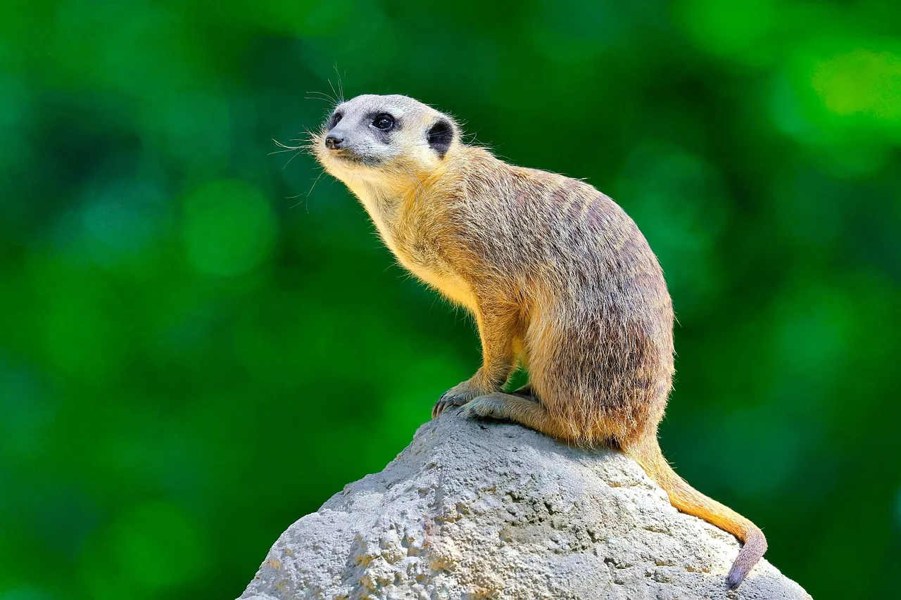 Meerkat kayalıkta oturan memeli hayvan