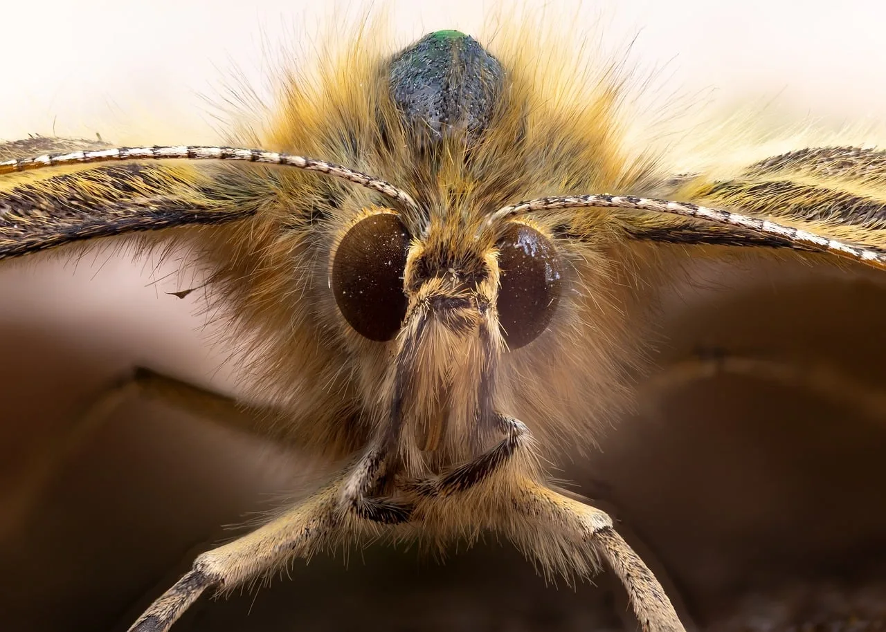 Mekanik kanatlı tırtıl başı makro fotoğrafı