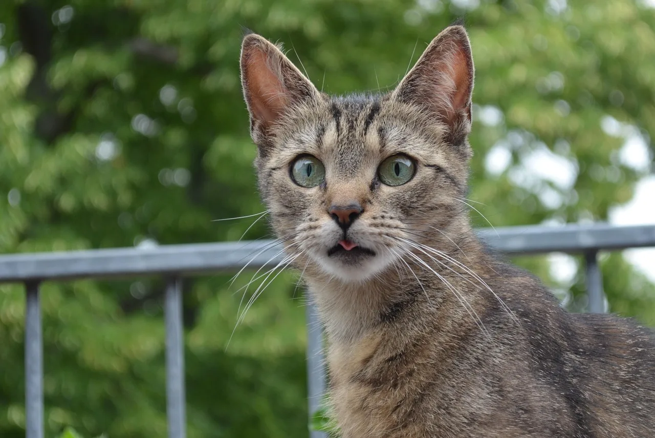Meraklı yavru kedi portresi - sevimli evcil hayvan Meraklı yavru kedi portresi - sevimli evcil hayvan