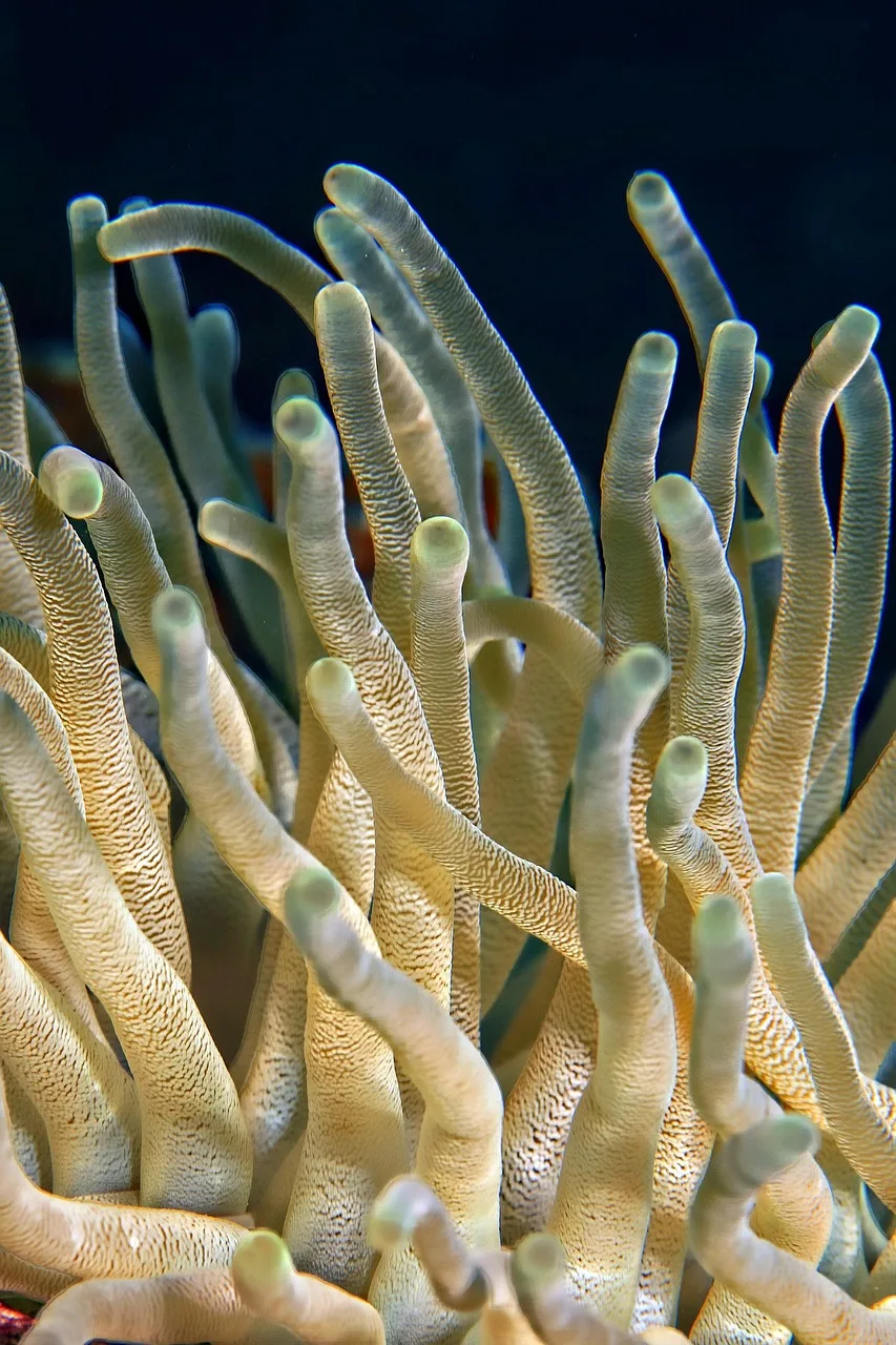 Mercan resifleri yakın çekim fotoğrafı