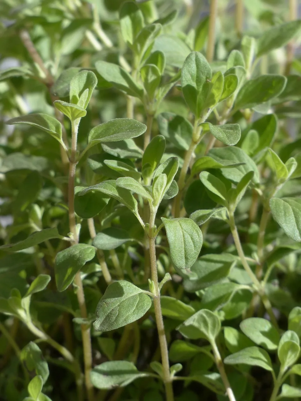 Mercanköşk (origanum majorana) bitkisi - bahçe baharatı
