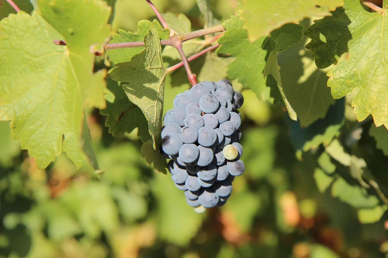 Merlot şarap bağında üzüm salkımı - şarap fotoğrafı