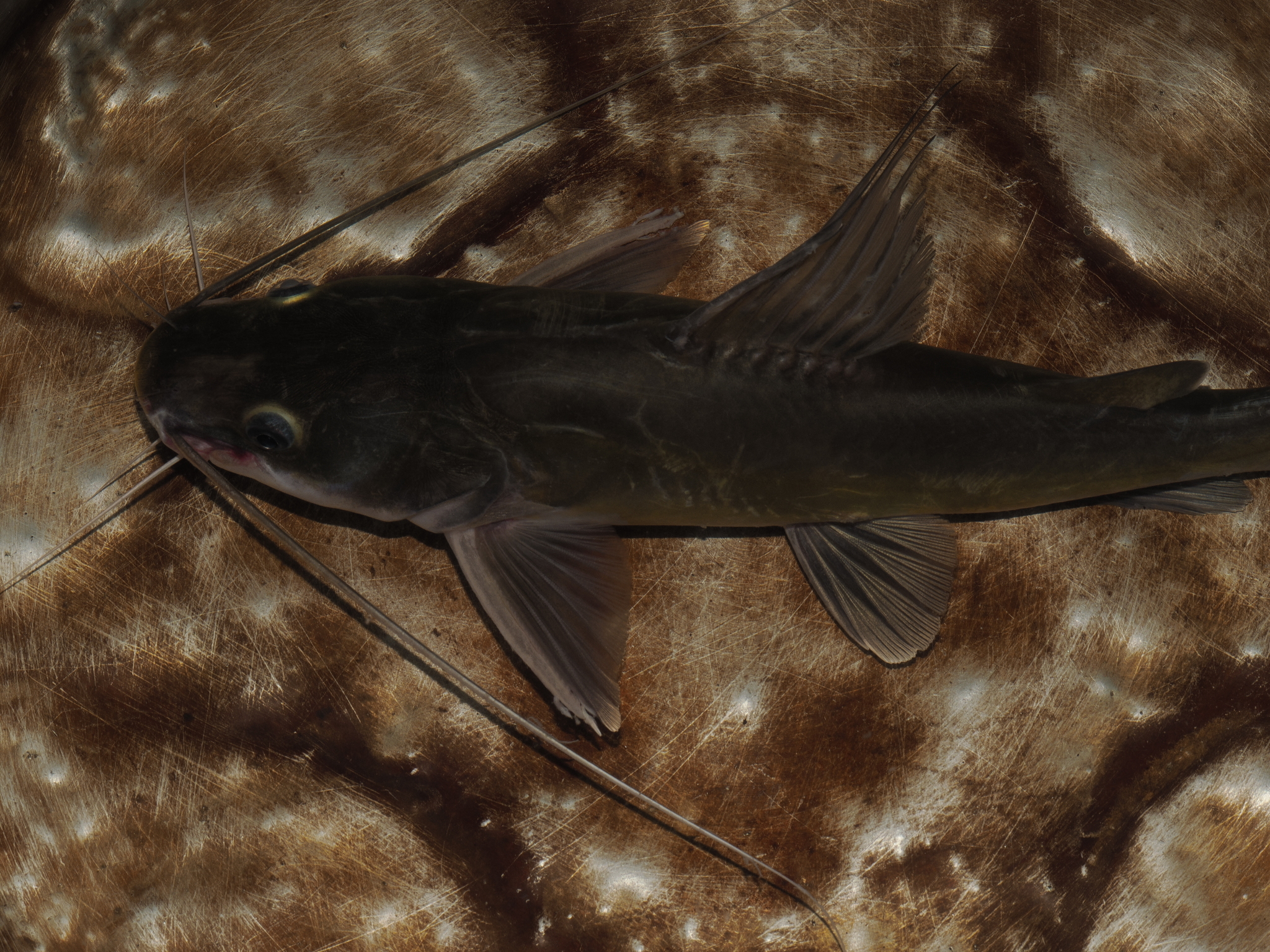 Metalik zeminde uzun bıyıklarıyla dikkat çeken koyu renkli tatlısu balığı