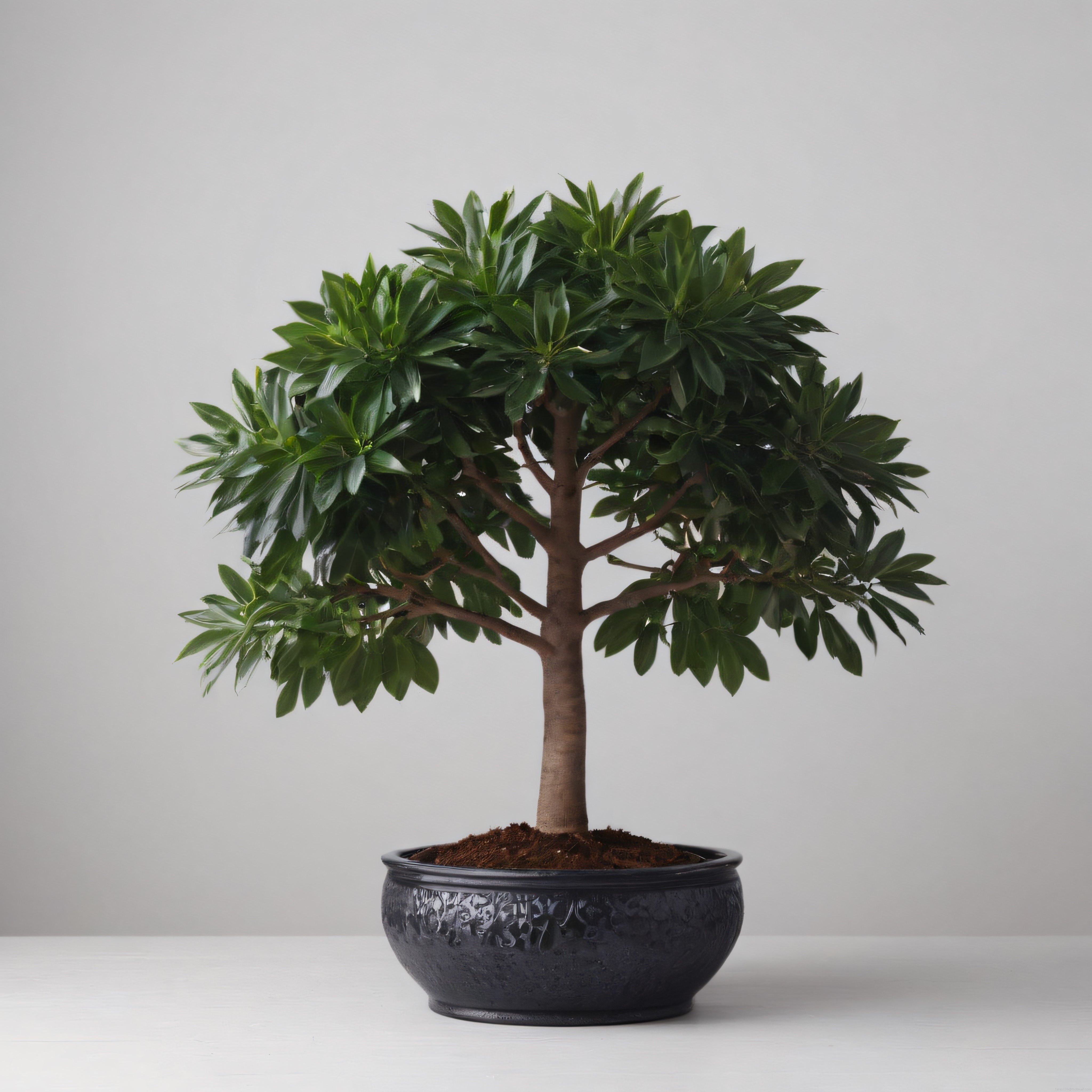 Minimalist beyaz arka planda siyah saksıda budanmış dekoratif bonsai bitkisi
