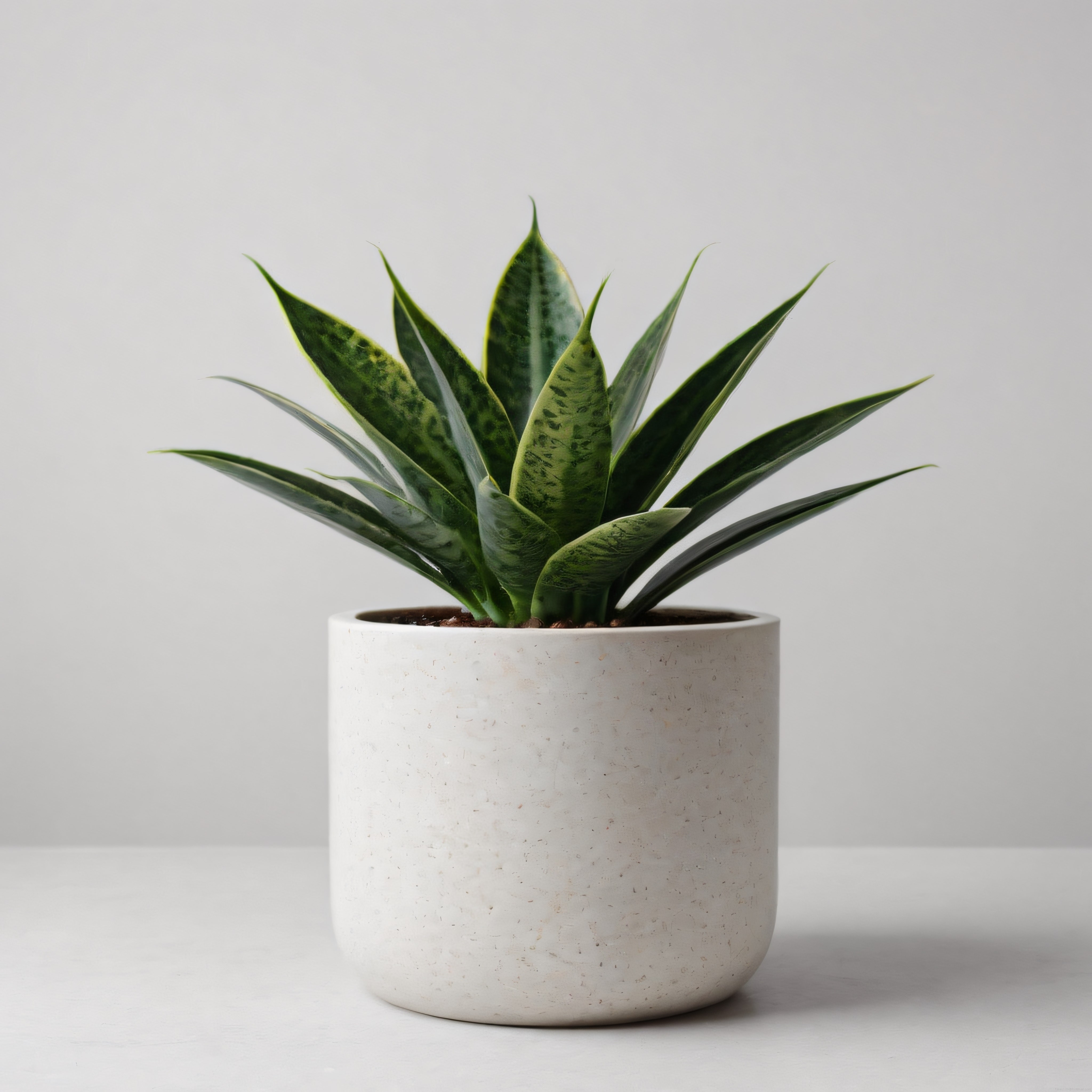 Minimalist Beyaz Beton Saksıda Paşa Kılıcı Salon Bitkisi Dekorasyonu