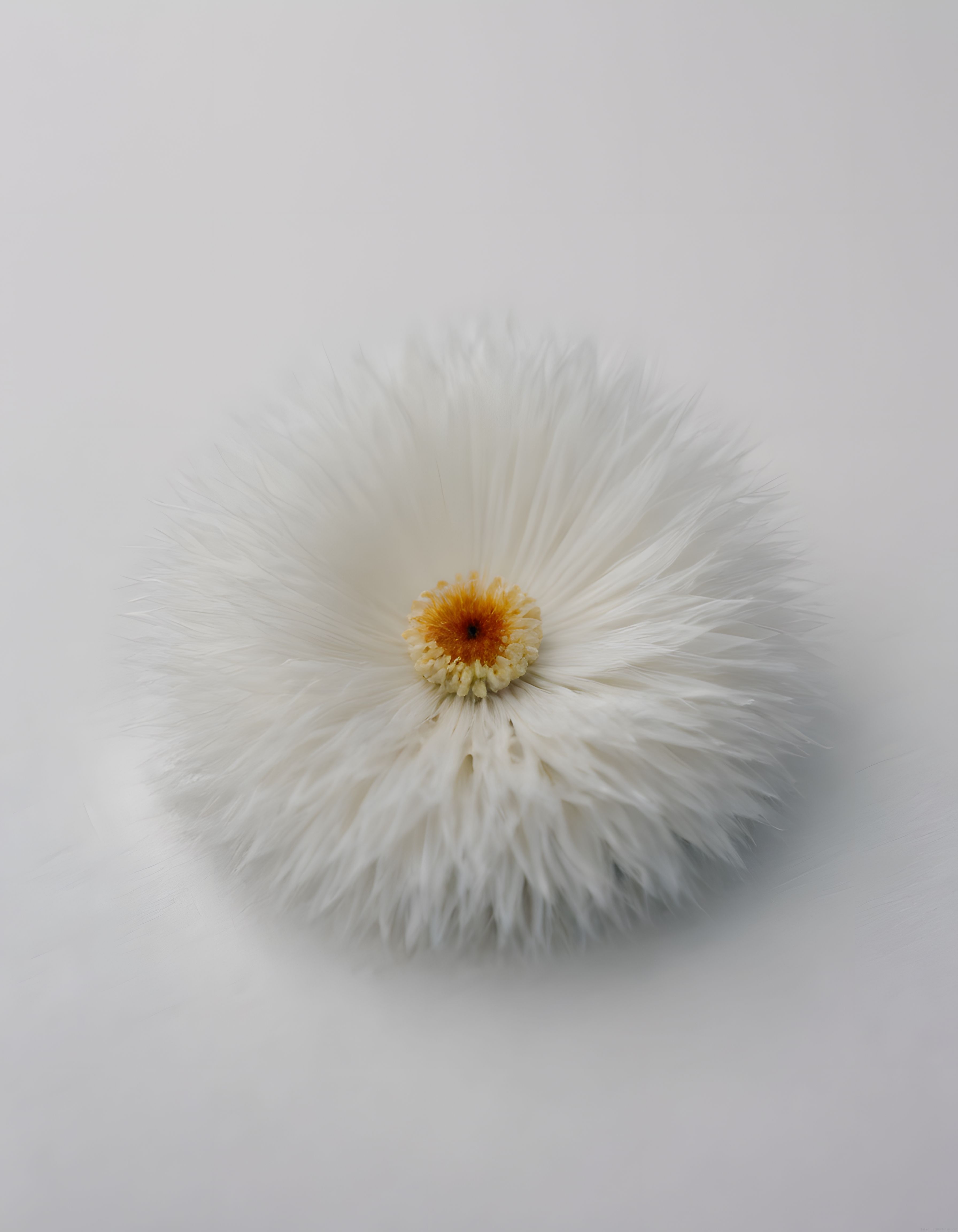 Minimalist beyaz çiçek makro fotoğraf: merkezde sarı polen ve yumuşak yapraklar