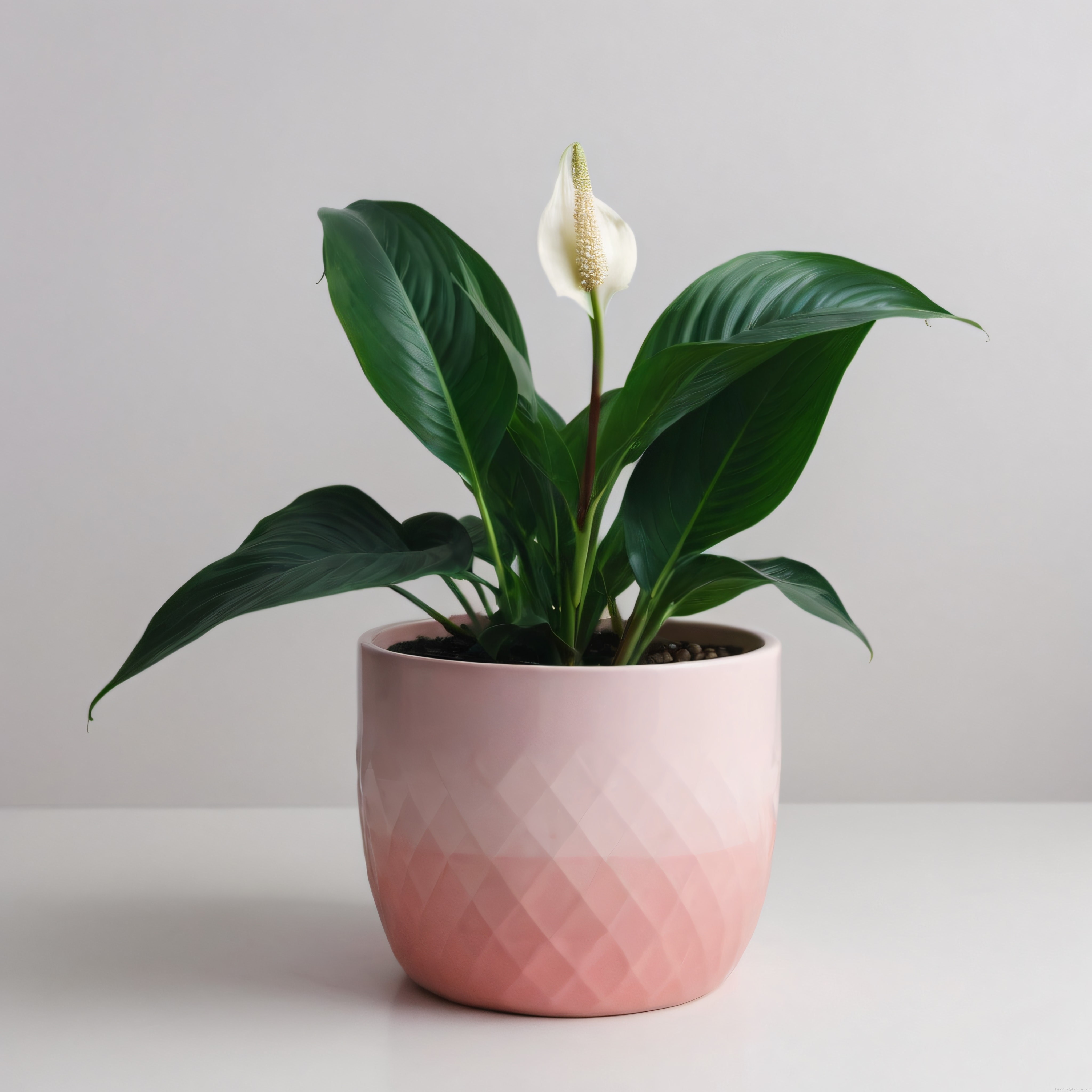 Minimalist İç Mekan Dekorasyonu: Pembe Saksıda Beyaz Barış Çiçeği