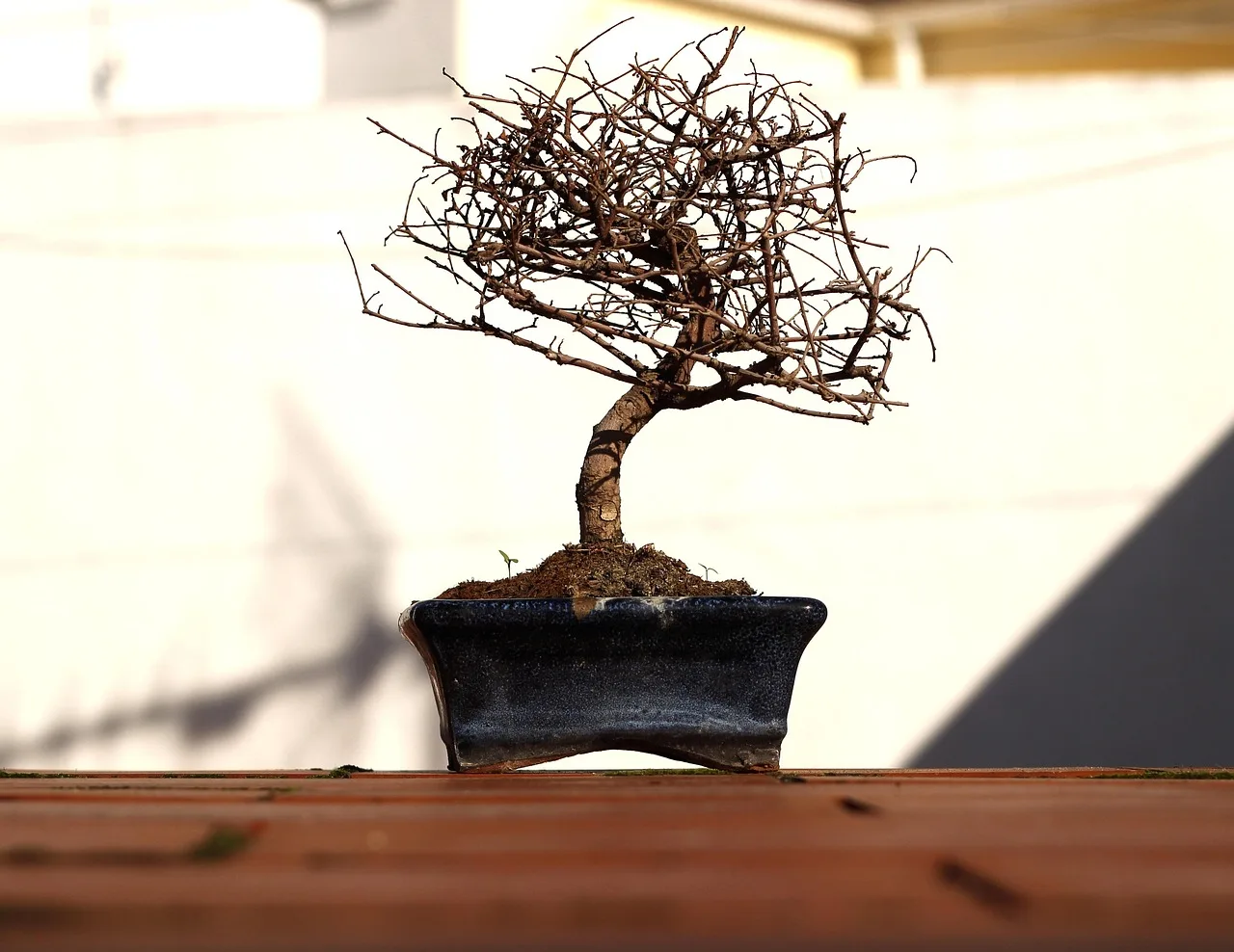 Minyatür bonsai ağacı sonbahar yapraklarıyla saksıda