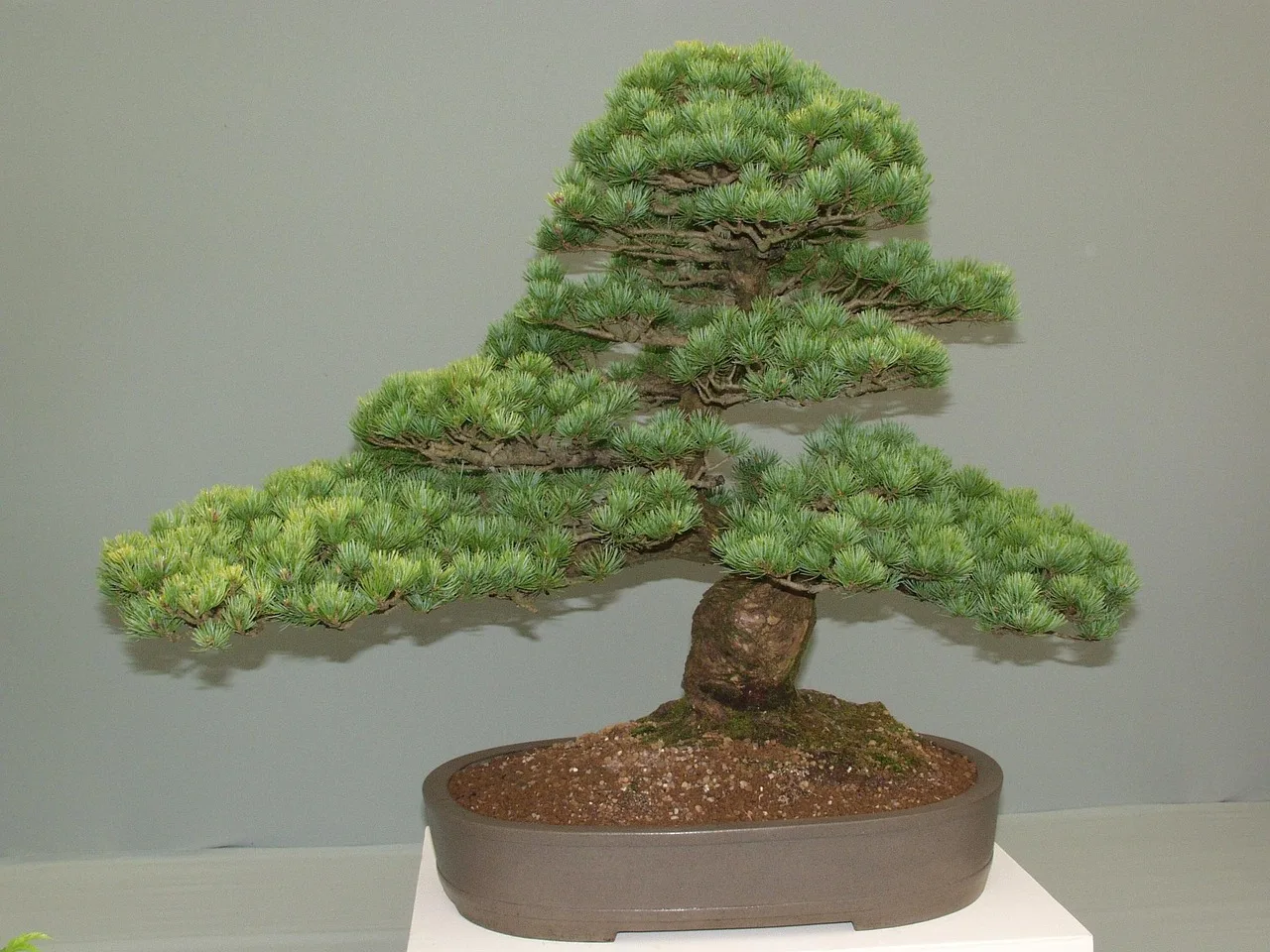 Minyatür bonsai çam ağacı Japon bahçesi