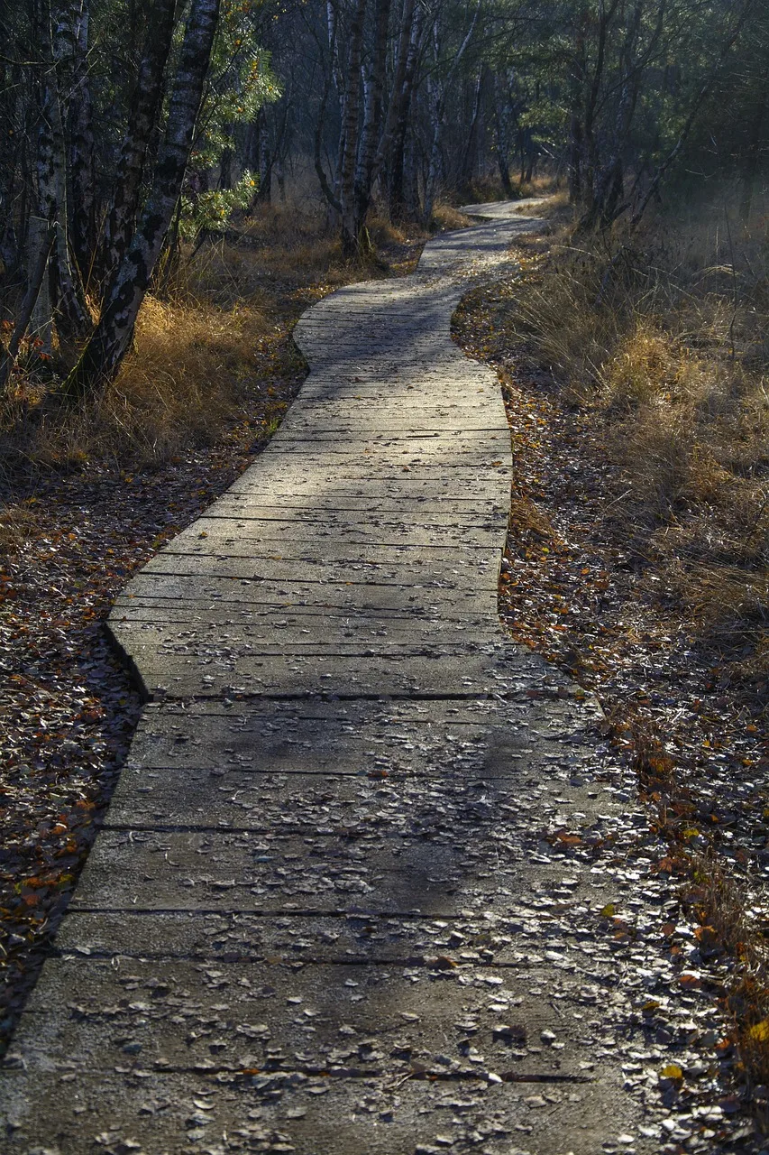 Mistik orman patikası - yürüyüş ve huzur