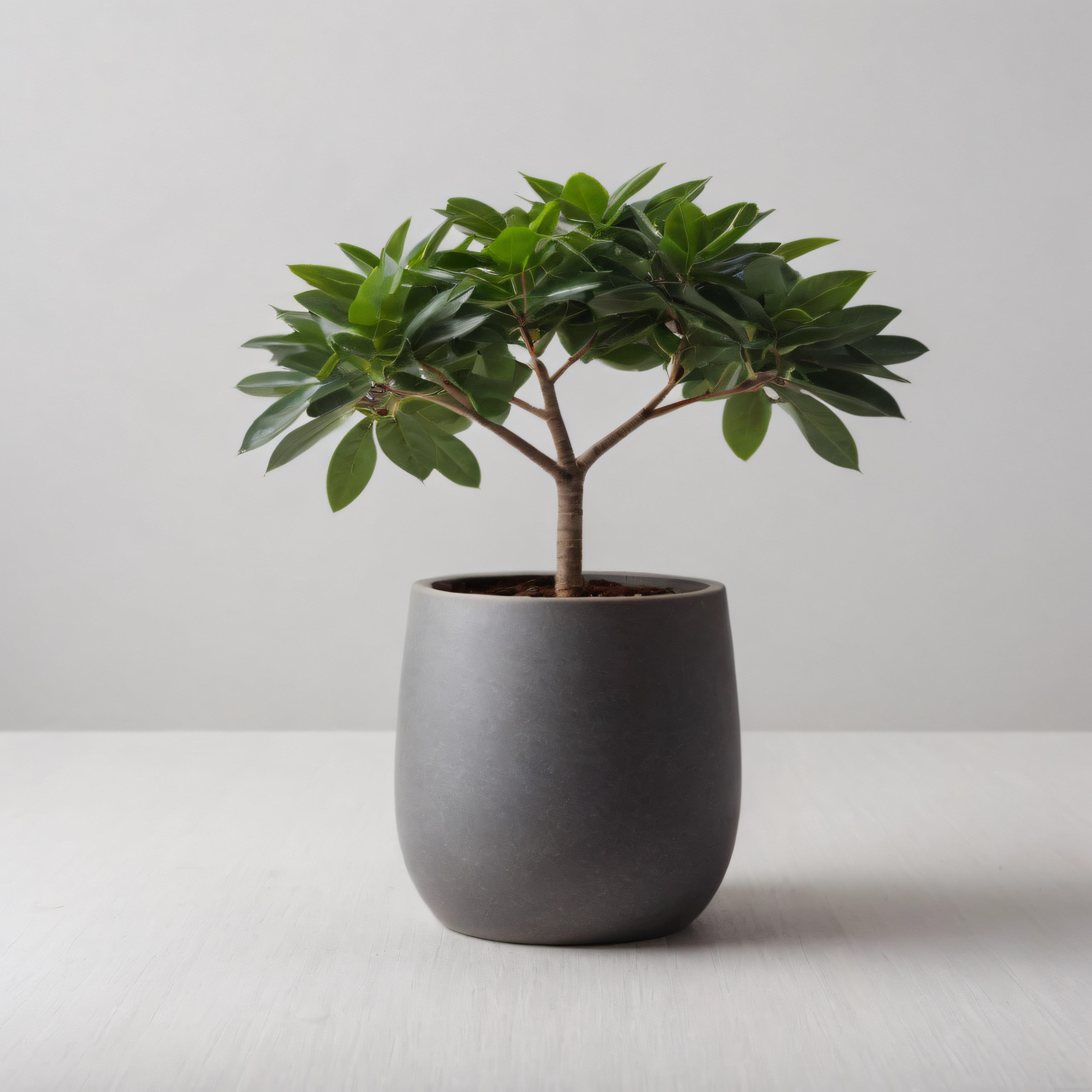 Modern Beton Saksıda Canlı Yeşil Yapraklı Minimalist Salon Bitkisi Dekorasyonu