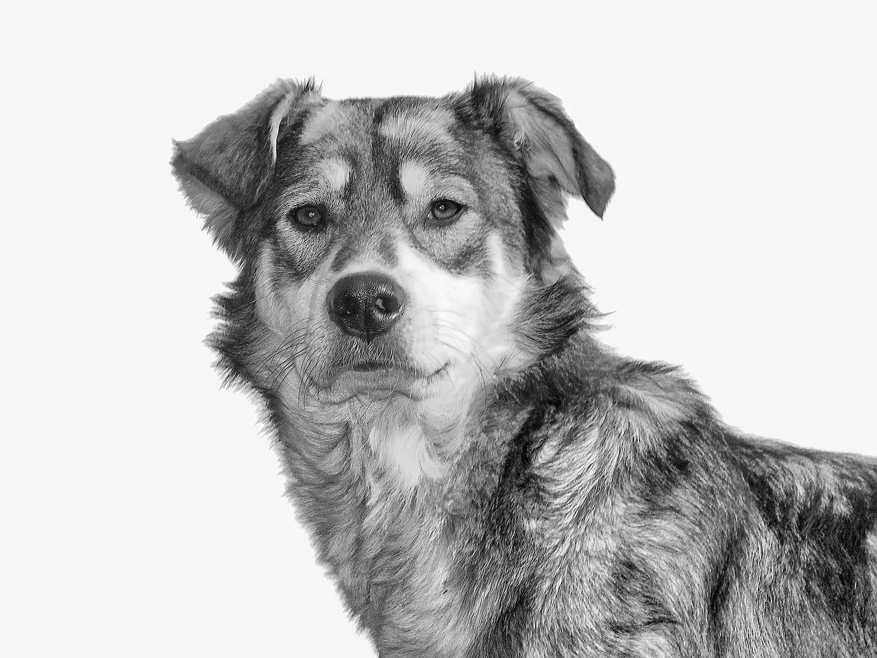 Monokrom köpek portresi - doğal tüy detayları