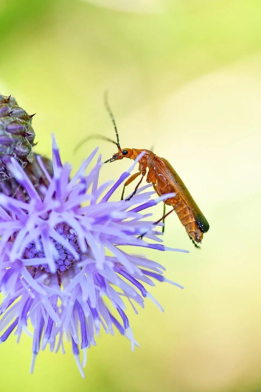 Mor çiçek üzerinde böcek makro fotoğrafı