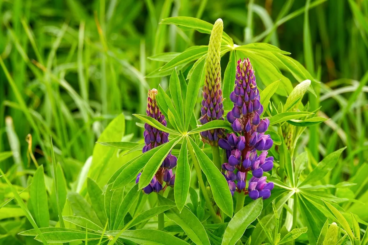 Mor lupin çiçeği bahçesi - yazlık doğa fotoğrafı