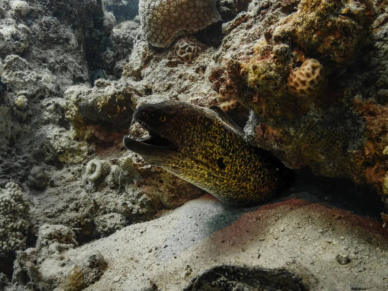 Moray yılan balığı koral resifte - dalış fotoğrafı