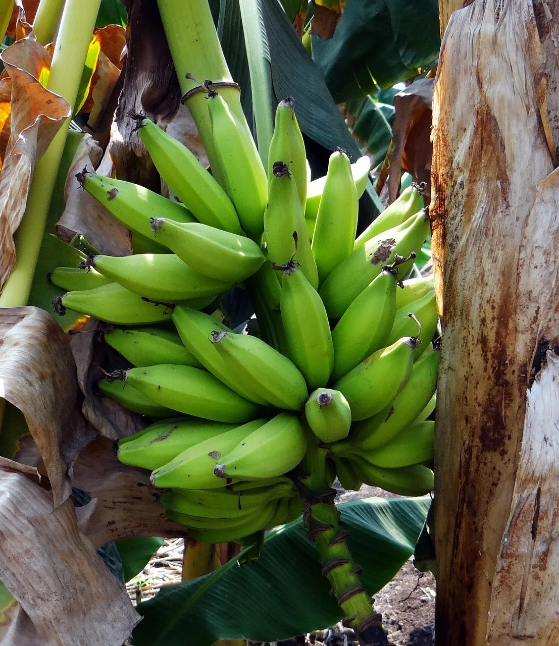 Muzlu yeşil plantain demeti - tropikal meyve