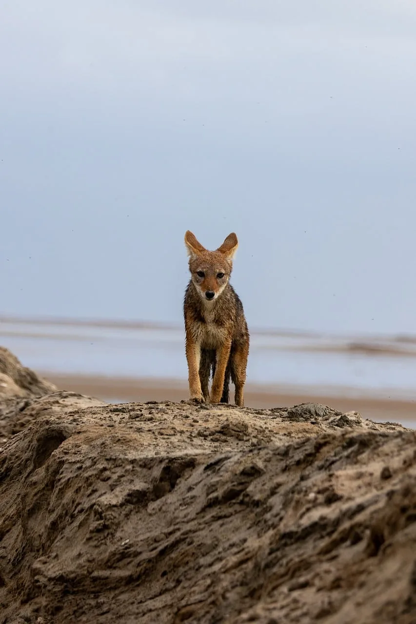 Namib çölü çakal silueti - vahşi doğa