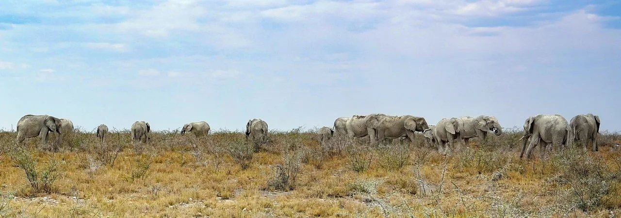 Namibya etosha savanalarında fil sürüsü panoramik manzara