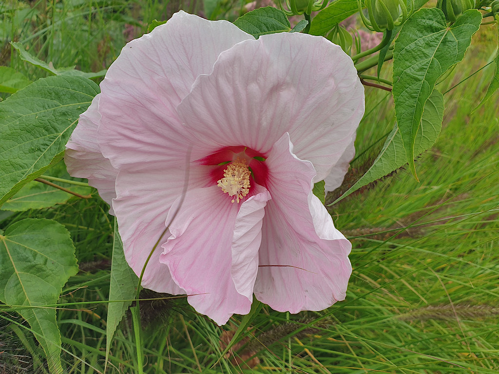 Narin pembe taç yapraklarıyla vahşi hibisküsün yakın plan bahar fotoğrafı