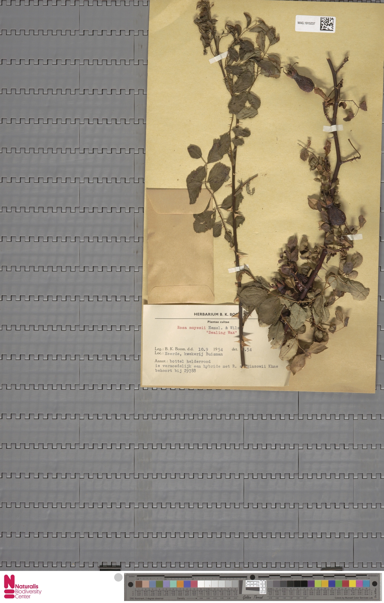 Naturalis Arşivinden Kurutulmuş Rosa Majalis Botanik Örneği ve Tarama Belgesi