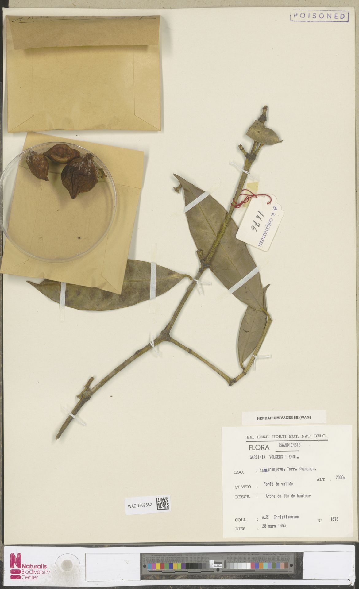 Naturalis Koleksiyonundan Zehirli İşaretli Bitki Herbarium Örneği ve Etiketler