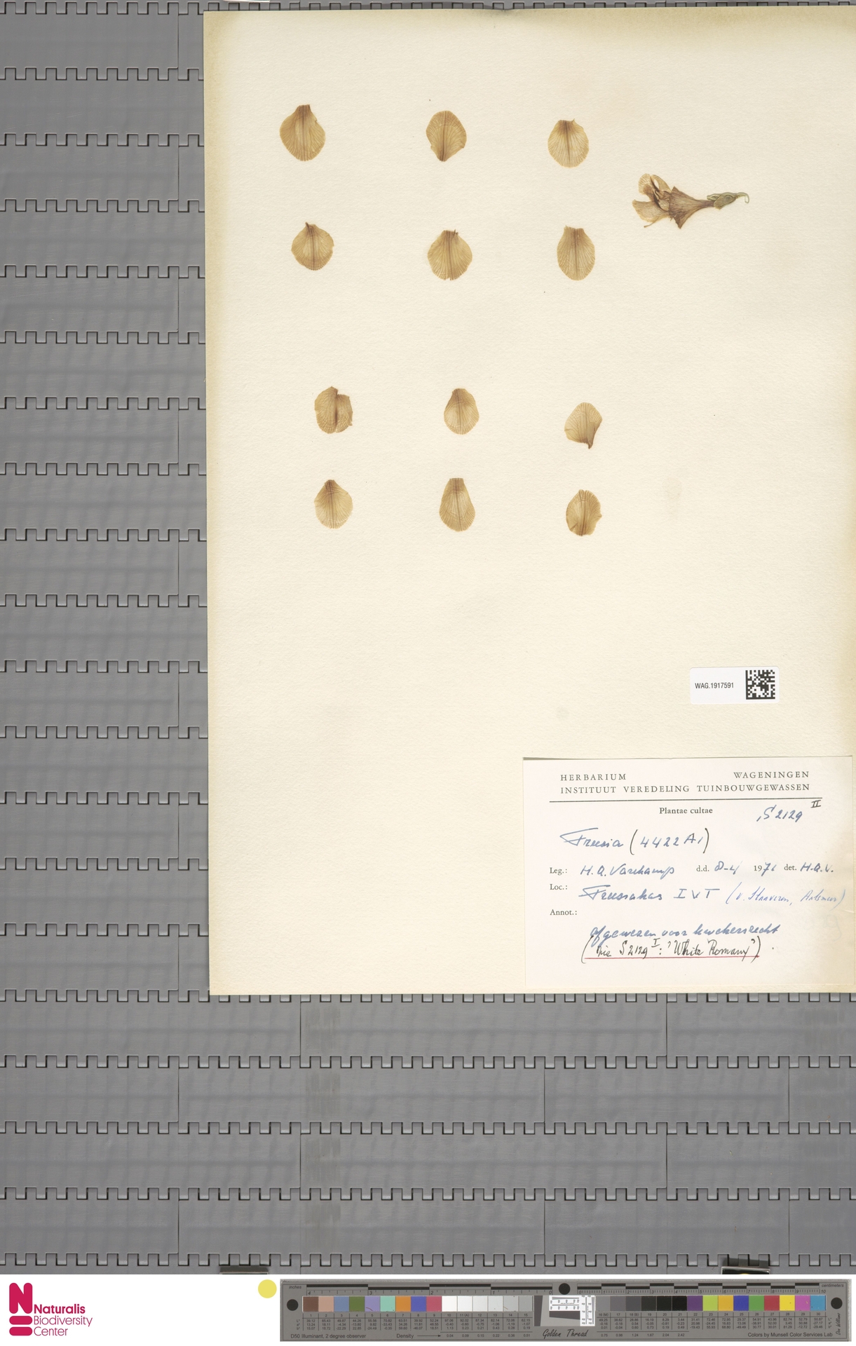 Naturalis Müzesi Herbarium Sayfası: Tarihi Kurutulmuş Bitki Koleksiyonu Naturalis Müzesi Herbarium Sayfası: Tarihi Kurutulmuş Bitki Koleksiyonu