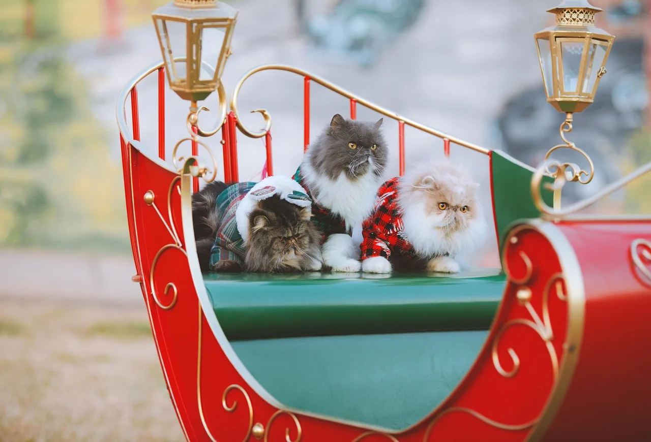 Noel süveterli sevimli kedi portresi - kış tatili
