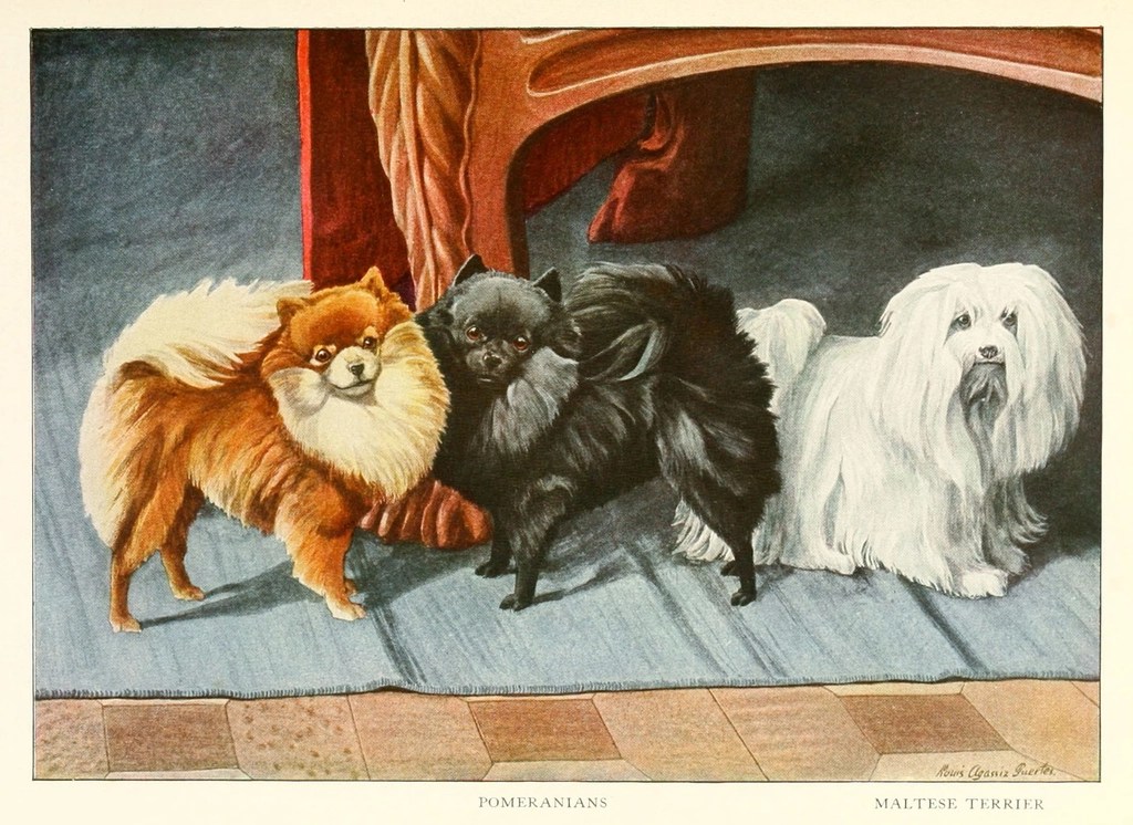 Nostaljik Pomeranian ve Maltese Terrier Vintage Köpek Portresi