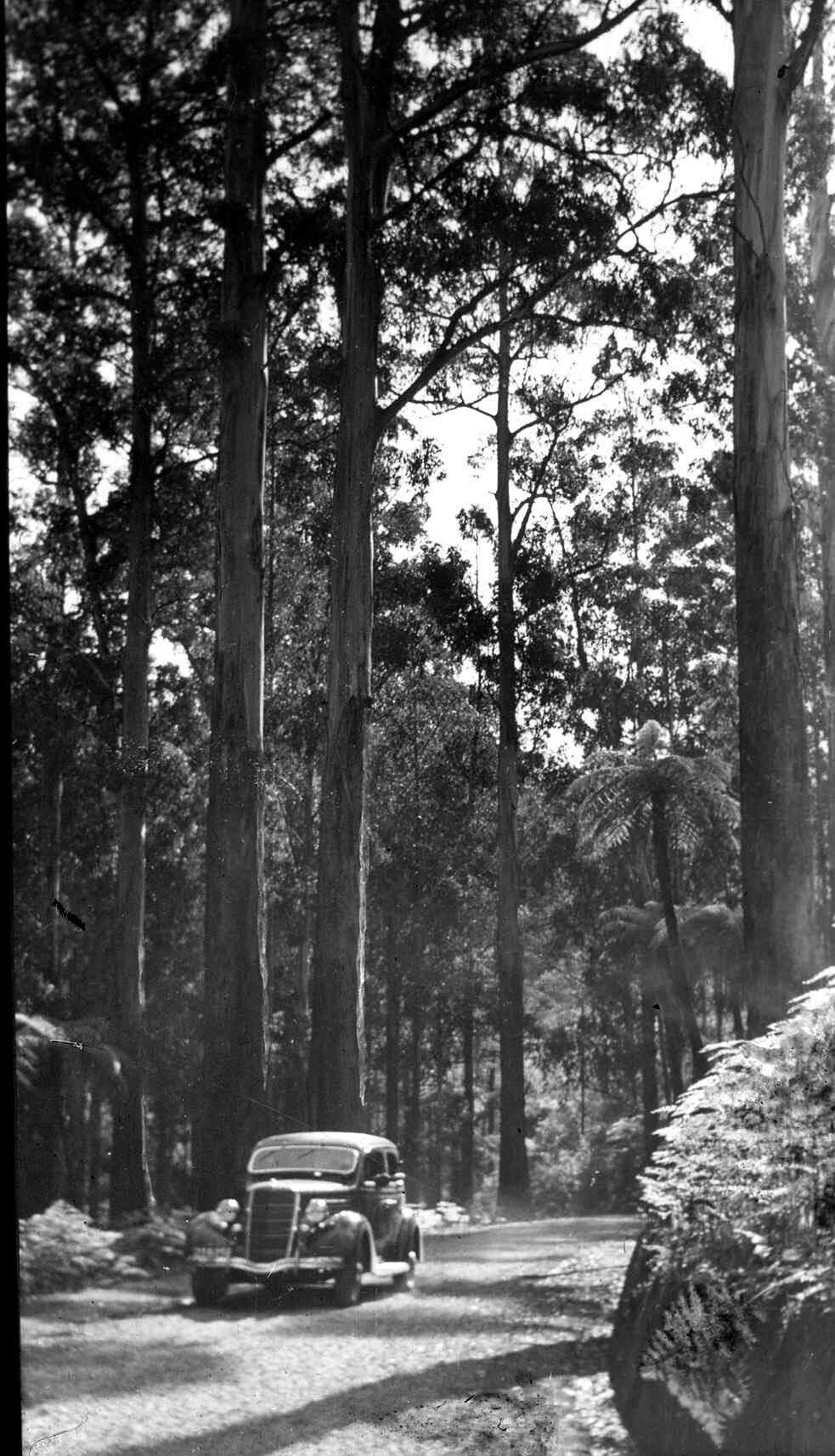nostaljik siyah-beyaz orman manzarasında duran vintage otomobil ve büyük ağaçlar