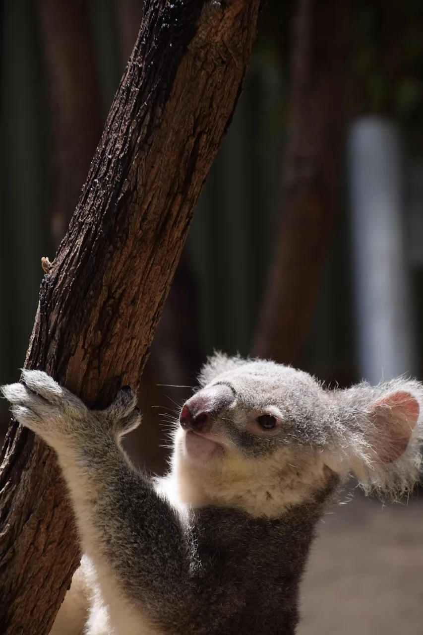 Okaliptüs ağacında tırmanan koala - Avustralya yaban hayatı