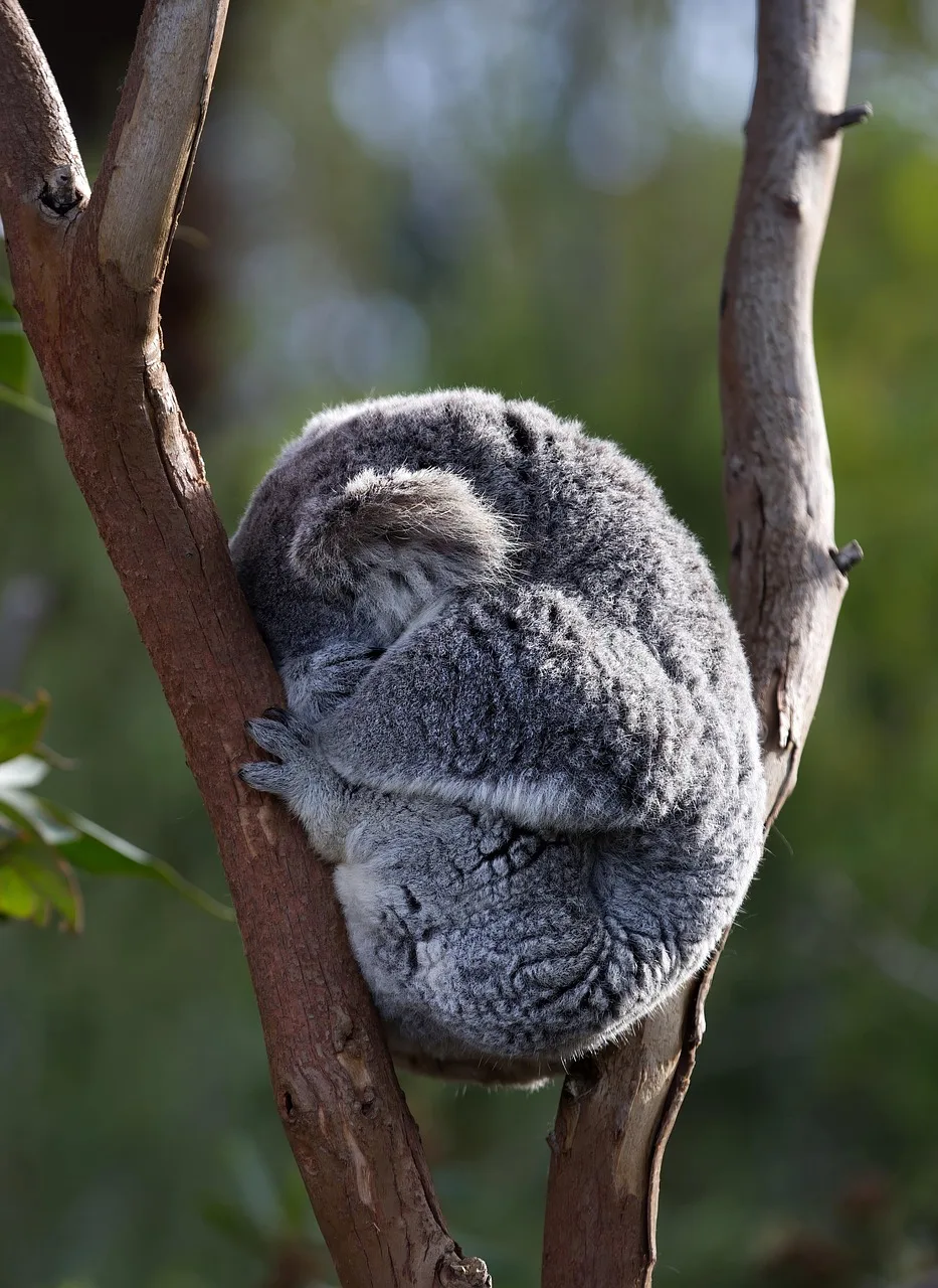 Okaliptüs ağacında uyuyan sevimli koala fotoğrafı
