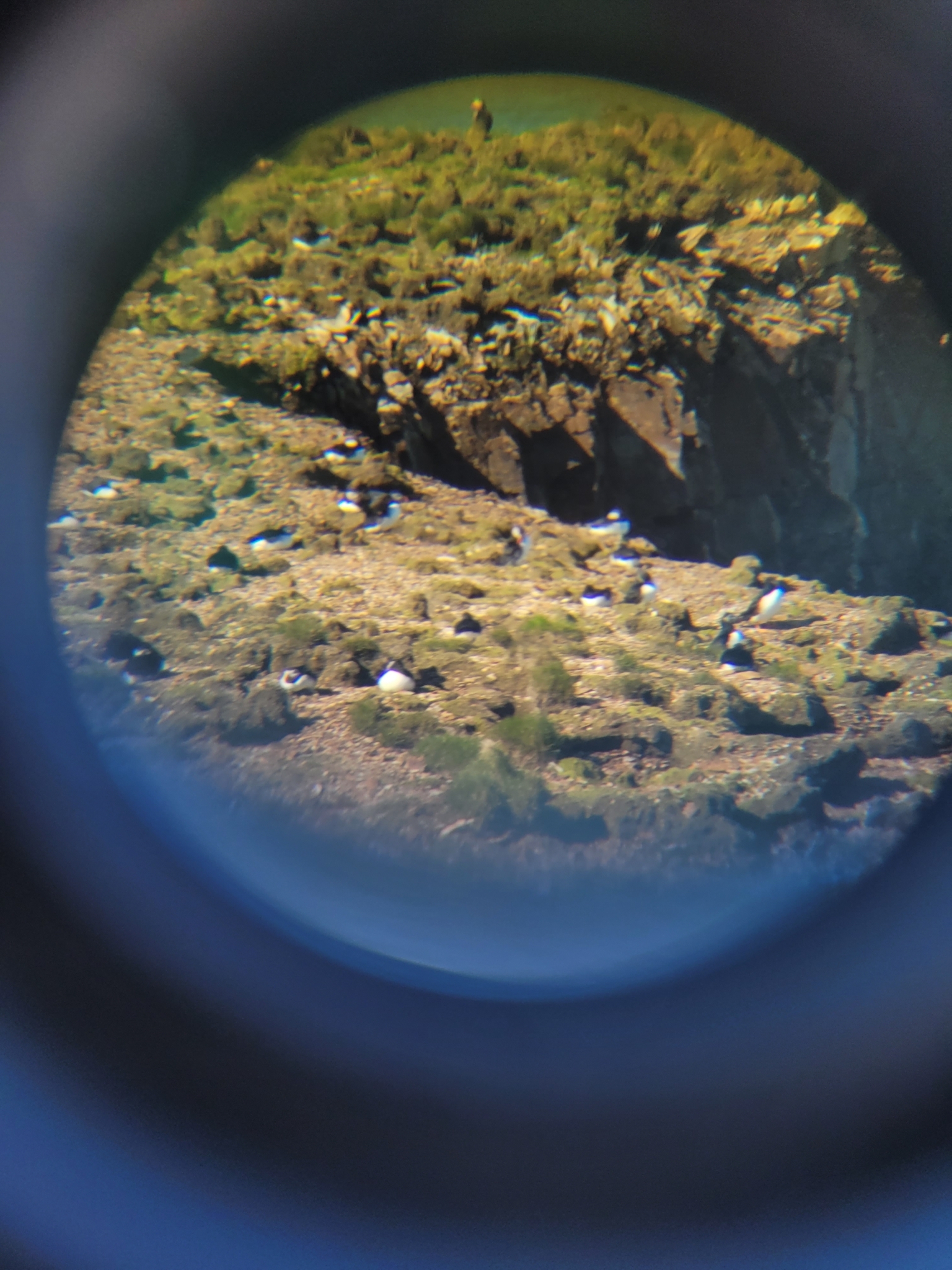 Optik Lensle Gözlemlenen Kayalık Yamaçlardaki Vahşi Deniz Kuşları