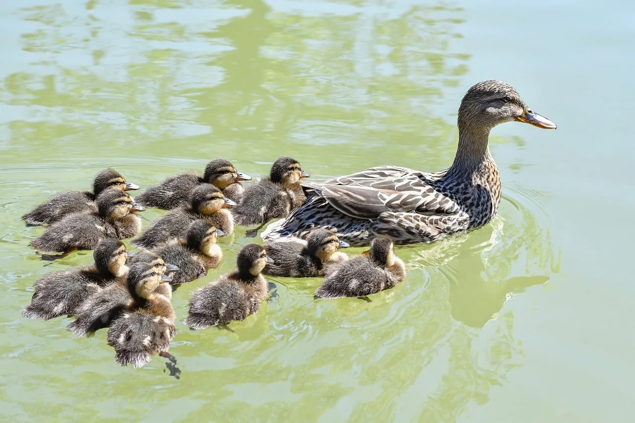 Ördek yavruları su içinde aile portresi