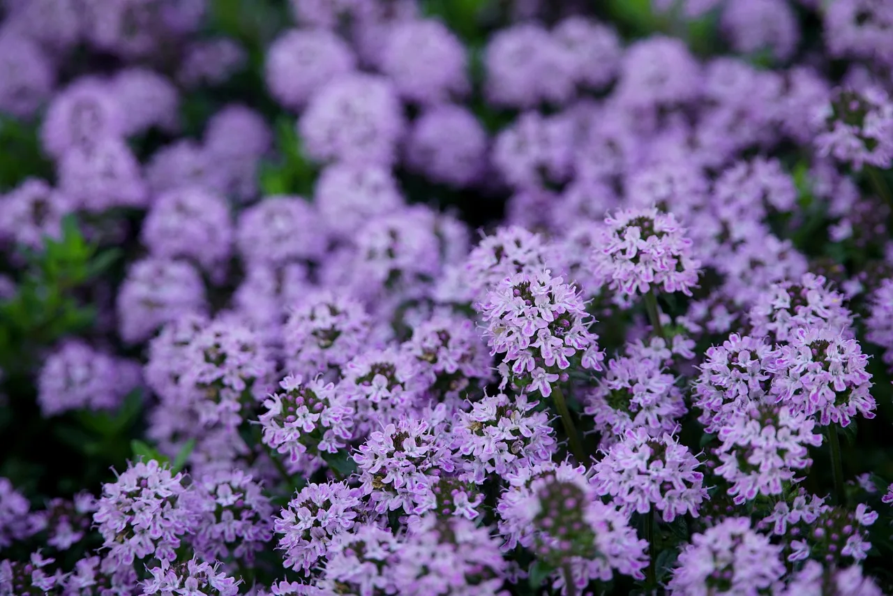 Oregano ve çiçekli otlar - baharatlı doğa fotoğrafı