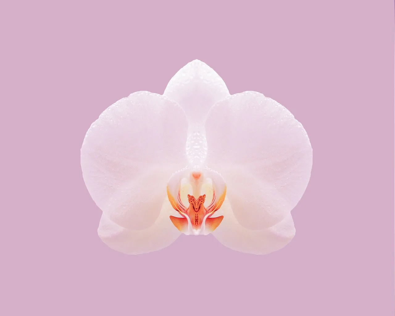 Orkide çiçeği makro fotoğrafı - detaylı petal