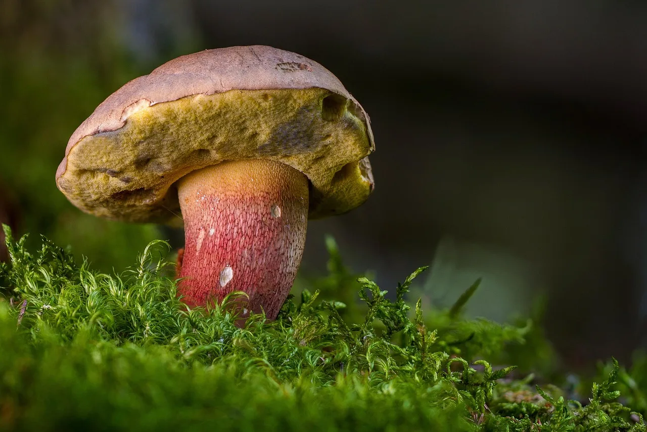Orman mantarı - sünger görünümlü boletus fotoğrafı