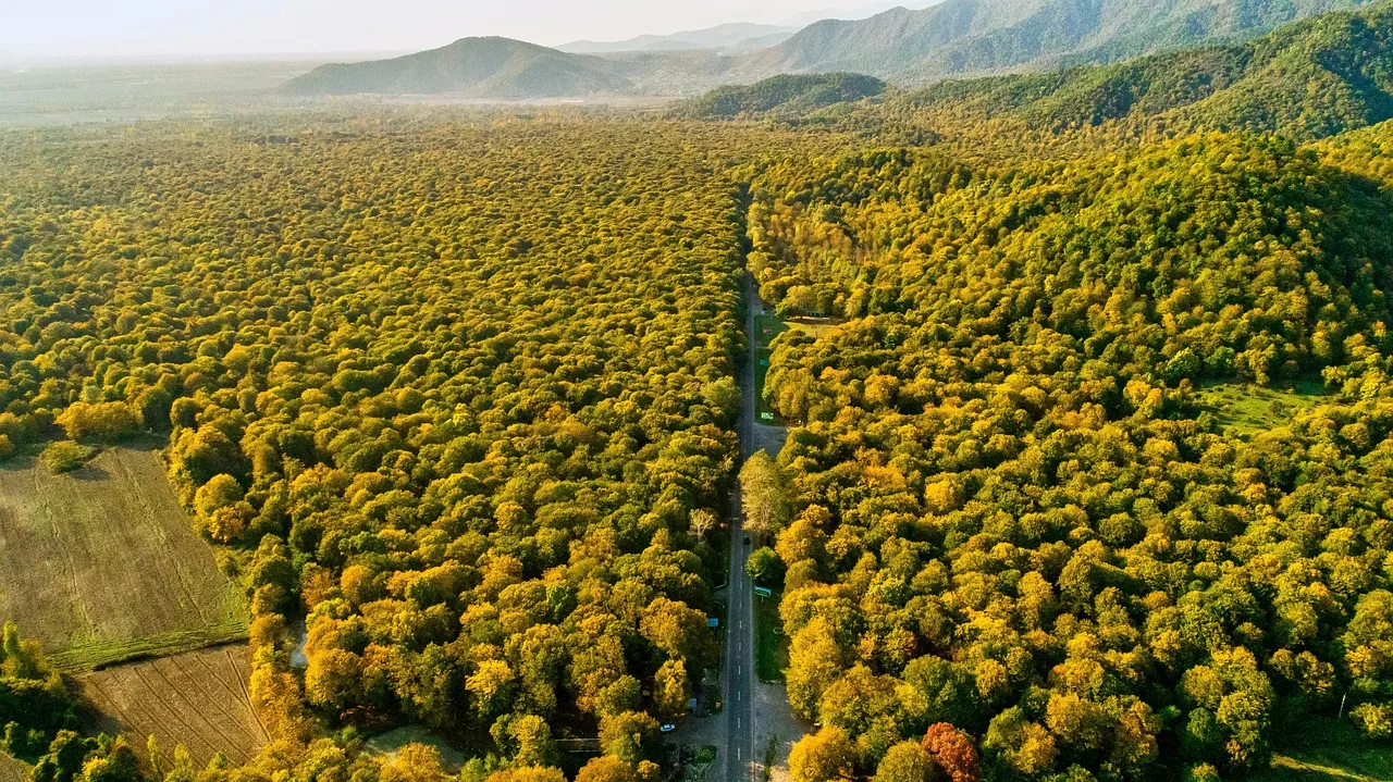Orman yolu manzaralı sonbahar fotoğrafı