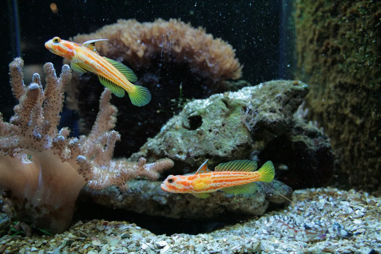 Ornamental akvaryum balığı fotoğrafı - renkli su altı
