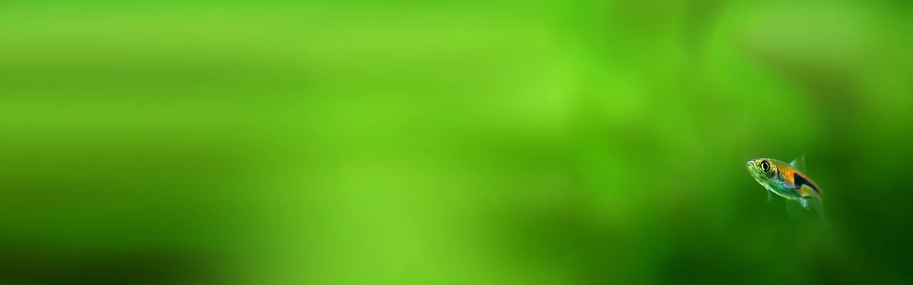Ornamental balık nano akvaryum fotoğrafı