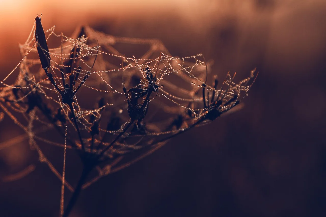 Örümcek ağı ve çiy damlaları sabah doğa fotoğrafı