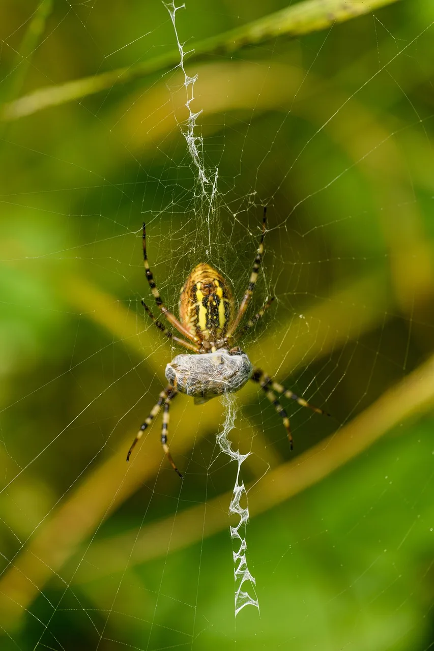örümcek ağı ve korkutucu makro fotoğrafı