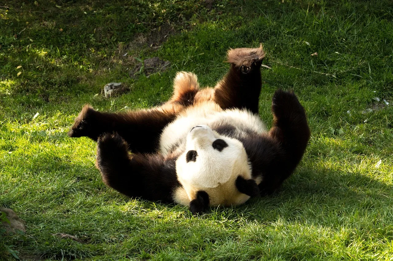 Panda ayakta oturmuş çimenlerde - sevimli vahşi hayvan